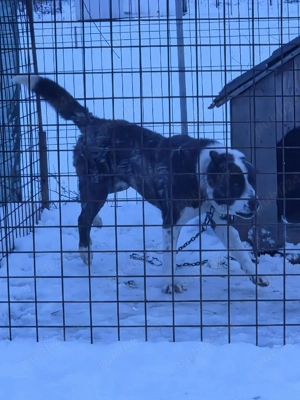 Urgent vand femela asia centrala