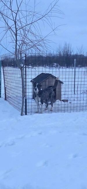 Urgent vand femela asia centrala - imagine 2