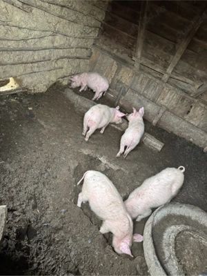 Purcei marele alb  - imagine 1