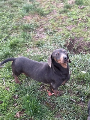 mascul teckel blue - imagine 3