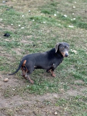 mascul teckel blue - imagine 2