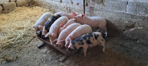 purcei de vănzare  - imagine 3