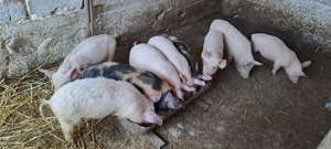 purcei de vănzare  - imagine 2