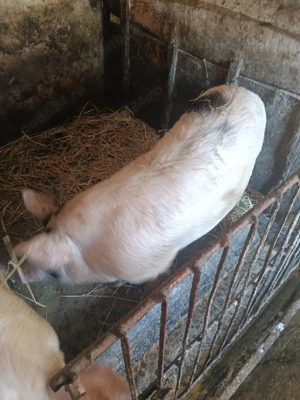 porc de vânzare - imagine 2