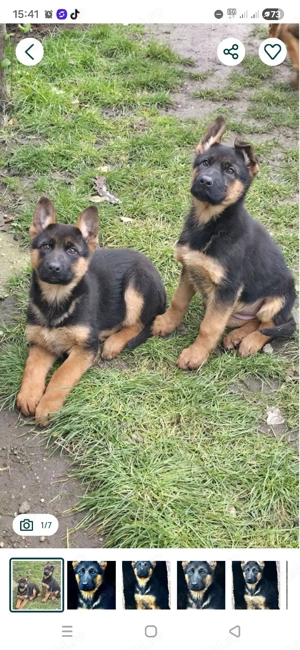 Vand catei ciobanesc german - imagine 2