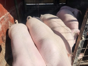 Soldani de vânzare! - imagine 2