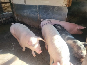 Soldani de vânzare! - imagine 3