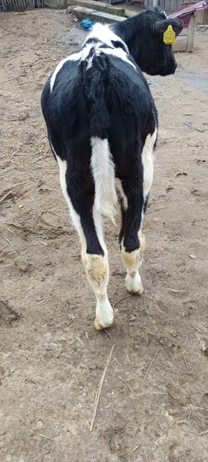 tăurași de vânzare 