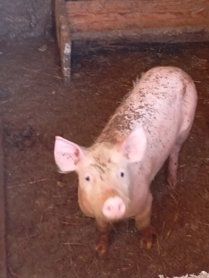 Am de vînzare purecei  - imagine 2