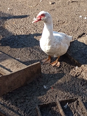 Am disponibil 3 rățoi muți 