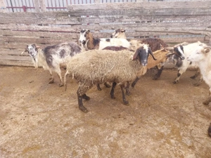 Oaie de taiat de vanzare  - imagine 2