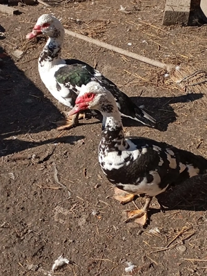 Am disponibil 3 rățoi muți  - imagine 2