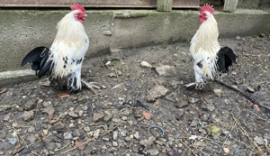 Vând cocoși Mii de Flori - imagine 2