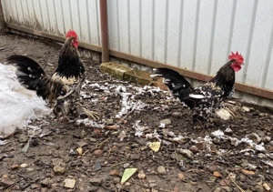 Vând cocoși Mii de Flori - imagine 3