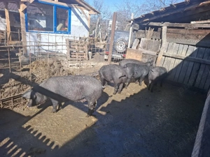 Porci de vânzare 