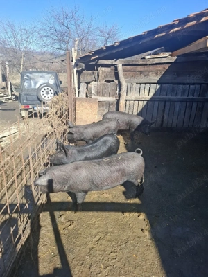 Porci de vânzare  - imagine 4