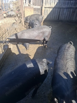 Porci de vânzare  - imagine 3