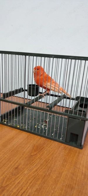 Vând mascul canar Roșu neintesiv  - imagine 3