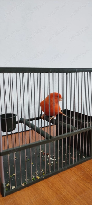 Vând mascul canar Roșu neintesiv 