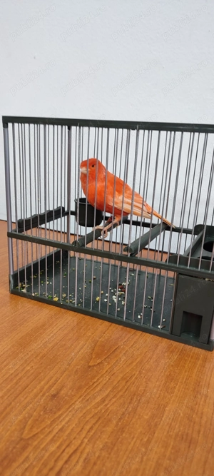 Vând mascul canar Roșu neintesiv  - imagine 2