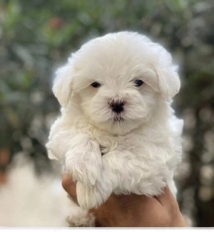 Bichon maltez 850 lei