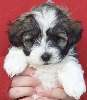 Bichon havanez 550 lei