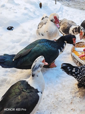 Vând oua de rata muta  - imagine 3