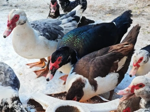 Vând oua de rata muta 