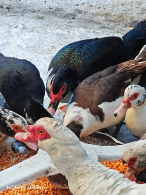 Vând oua de rata muta  - imagine 5