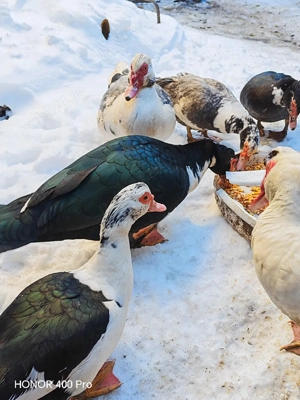 Vând oua de rata muta  - imagine 4