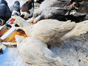 Vând oua de rata muta  - imagine 2