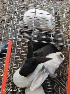 Vând iepuri  - imagine 5