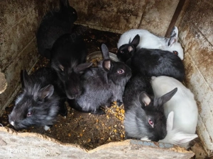 Vând iepuri cap de leu  - imagine 3