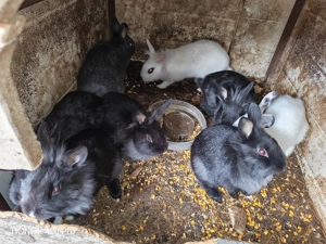 Vând iepuri cap de leu  - imagine 2