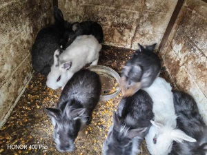 Vând iepuri cap de leu  - imagine 4