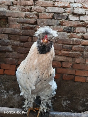 Vând cocos tânăr  - imagine 3