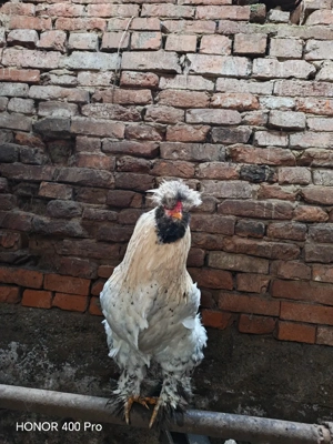 Vând cocos tânăr  - imagine 4