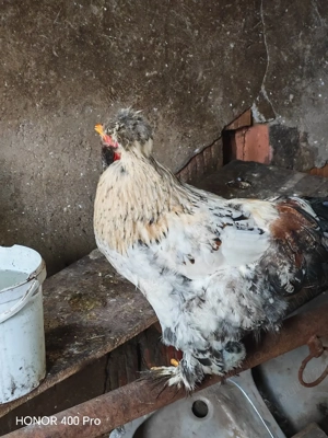 Vând cocos tânăr  - imagine 2