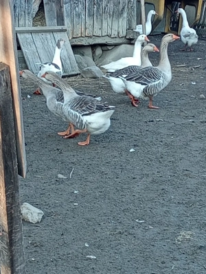 vând gâște  - imagine 3