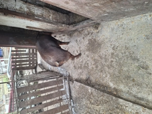 Porc de vanzare - imagine 4