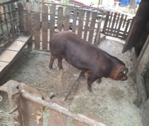 Porc de vanzare - imagine 2