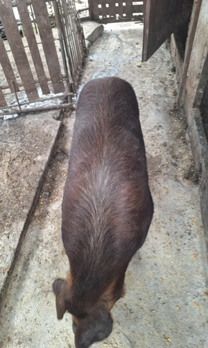 Porc de vanzare - imagine 3