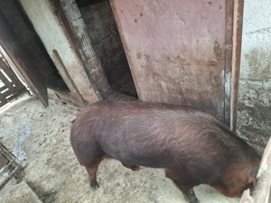Porc de vanzare - imagine 5