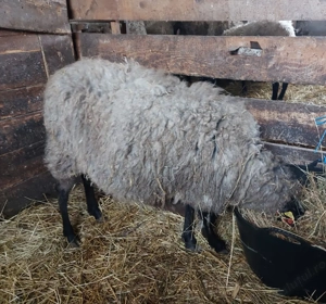 Vând zece oi  și mioare Romanov gestante - imagine 2