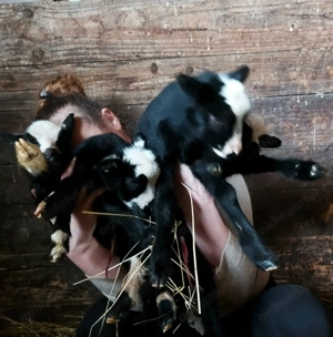 Vând zece oi  și mioare Romanov gestante - imagine 4