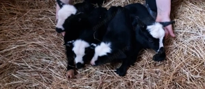 Vând zece oi  și mioare Romanov gestante - imagine 3