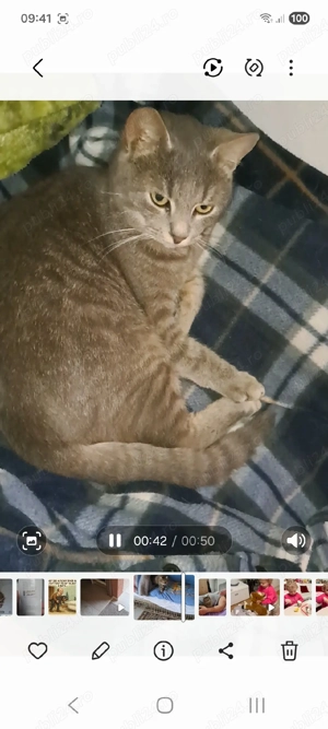 Motănel pentru adoptie  - imagine 4