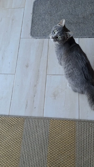 Motănel pentru adoptie  - imagine 3