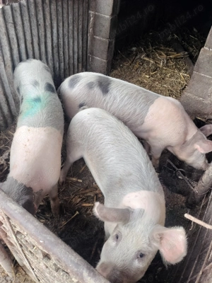 Grăsuni ( Femele), Stejari 