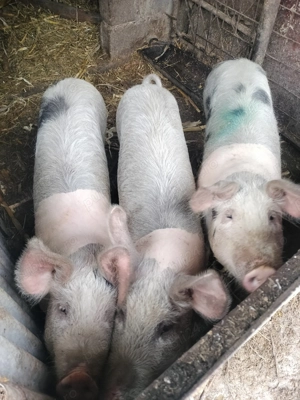 Grăsuni ( Femele), Stejari  - imagine 5